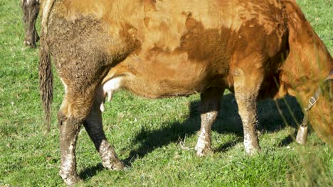 Cow-grazing-in-sunny-Galician-field
