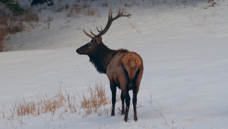 Dólar-Toro-Alces-Manada-Denver-Frente-Campo-Travesía-Colorado-Parque-Nacional-De-Yellowstone-Montana-Wyoming-Idaho-Fauna-Silvestre-Animal-Puesta-De-Sol-Invierno-Comiendo-Hierba-Abierto-Nieve-Prado-Machos-Ciervo-Cazador-De-Dólares-Pan-Seguir