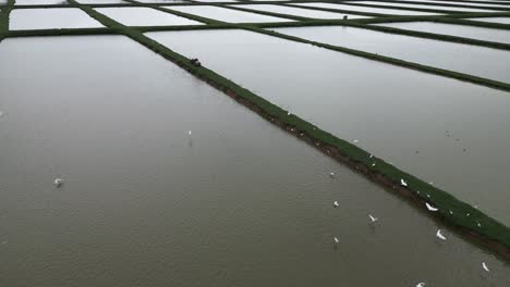 Weiße-Reiher-Fliegen-über-Bewässerte-Reisfelder,-Bayaguana,-Comatillo-In-Der-Dominikanischen-Republik