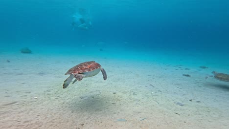 Tortuga-Marina-Verde-Nada-En-Fondos-Marinos-Arenosos-Junto-A-Personas-En-El-Caribe