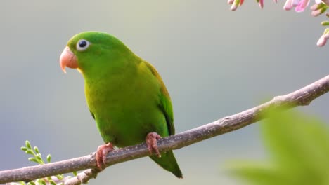 Primer-Plano-De-Un-Pájaro-Perico-De-Mentón-Naranja-En-Santa-Marta,-Magdalena,-Colombia