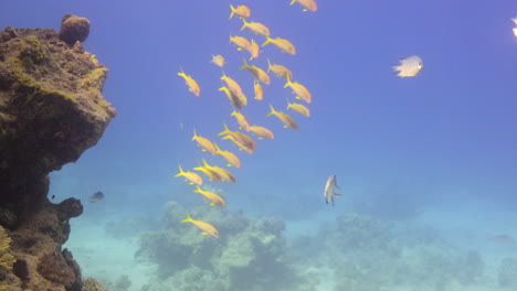 Eine-Gruppe-Von-Gelben-Meerbarben,-Die-Sich-Um-Ein-Korallenriff-Im-Roten-Meer-Von-Ägypten-Herumtreiben