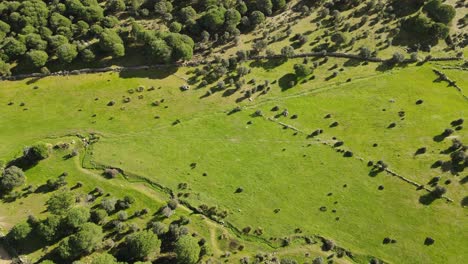 I-fly-over-a-field-with-its-green-meadows-and-the-groove-of-a-stream-and-a-path-we-see-stone-walls-that-separate-the-farms-and-we-arrive-at-a-farm-with-a-large-number-of-trees-in-Avila-Spain