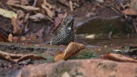 Seen-in-the-water-bathing-during-a-summer-afternoon,-White-throated-Rock-Thrush-Monticola-gularis,-THailand