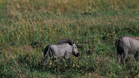 Young-Warthogs-Walking-In-The-Field-In-Ol-Pejeta-Conservancy,-Kenya