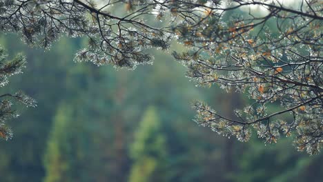 Pine-tree-branches-beaded-with-water-droplets-after-the-rain