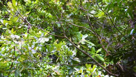 A-flock-of-keel-billed-toucan,-also-known-as-the-rainbow-billed-toucan-is-foraging-for-food-in-the-rainforest-of-of-Santa-Marta,-Magdalena,-in-Colombia