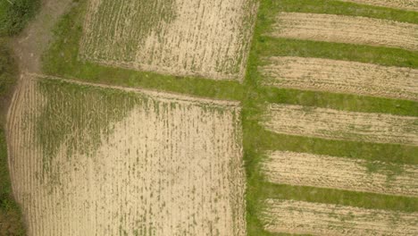 Aerial-topdown-view-of-Crop-fields-pattern,-ascending-shot