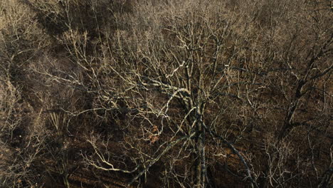 Barren-trees-by-lake-flint-creek,-lake-swepco-in-arkansas,-reflecting-a-serene-winter-mood,-aerial-view