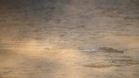White-throated-Dipper-coming-out-from-icy-cold-river-water-after-search-for-food,-slow-motion