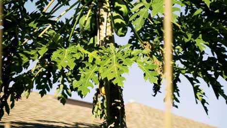 Beautiful-shot-of-papaya-tree-close-up-full-with-papayas-leaves-blowing-with-blue-sky-and-summer-weather
