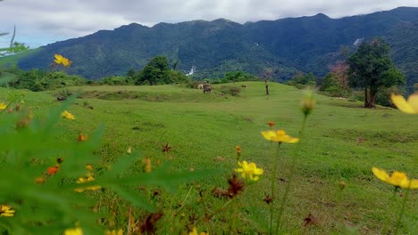 Movimiento-Ambiental-De-Flores-Amarillas-Del-Cosmos-Meciéndose-En-La-Brisa-Con-Las-Vacas-Pastando-En-Las-Lejanas-Colinas-Verdes-Al-Fondo,-Pacífica-Estética-Primaveral-De-Cabaña