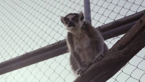 Lemur-Im-Gehege,-Der-Auf-Einem-Ast-Thront---Weitwinkelaufnahme