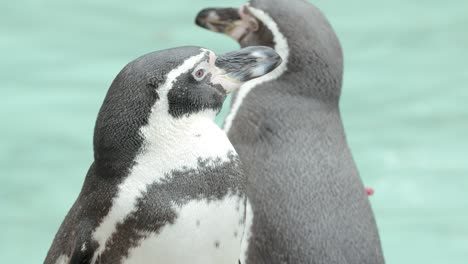 Primer-Plano-En-Cámara-Lenta-De-Un-Pingüino-En-El-Zoológico.