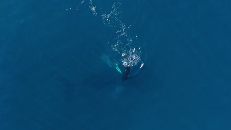 Vista-Aérea-Mediana-De-Una-Madre-Y-Una-Linda-Cría-De-Ballena-Jorobada-Zambulléndose-Hacia-Su-Madre