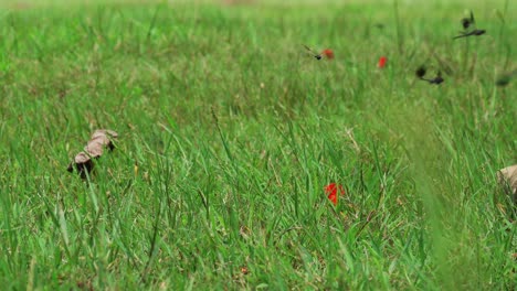 Libélula-Terrestre-Con-Bandas-Del-Sur-Sobre-Una-Pradera-Verde-En-Cuba