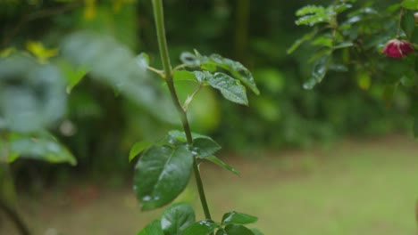 Revealing-Macro-of-an-White-Rose-Flower-in-a-Rainy-Day