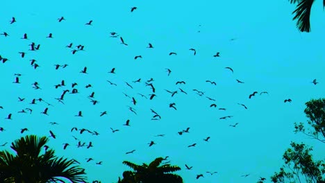 Bandada-De-Cigüeñas-Asiáticas-De-Pico-Abierto-Volando-Sobre-El-Cielo-Tropical-Azul