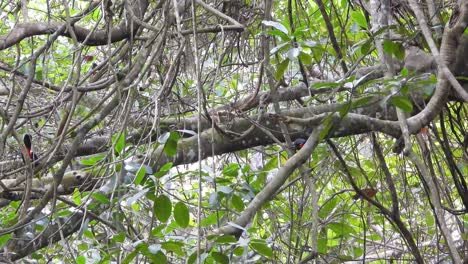 Un-Par-De-Tucanes-Con-Pico-De-Quilla-Vistos-Detrás-De-Densas-Ramas-De-árboles-Antes-De-Volar