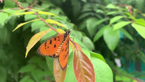 Schmetterling-Auf-Grünem-Naturblatt-Im-Hof