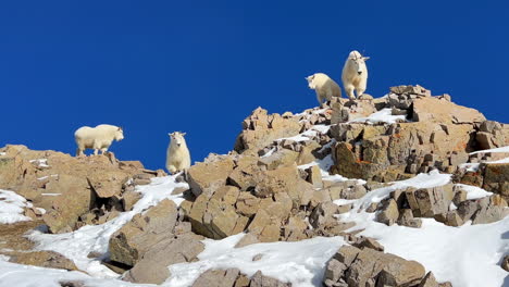Mountain-goat-sheep-herd-family-top-of-Rocky-Mountain-National-Park-Colorado-king-of-the-peak-stunning-vibrant-blue-sky-fresh-snow-winter-14er-Mount-Lincoln-Evans-Grays-Torreys-wildlife-animals-pan