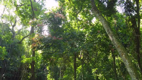 Vista-Aérea-Dentro-De-Un-Bosque-Mágico,-Encantado,-Denso-Y-Exuberante,-En-Colombia,-Con-Rayos-De-Sol-Brillando-A-Través-De-La-Vegetación