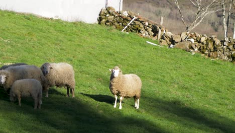 Weidende-Galizische-Schafe-In-San-Xoan-De-Rio,-Ourense,-Spanien