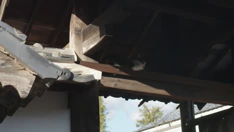 Cat-Resting-On-Wooden-Beam-Under-The-Roof-Of-Japanese-Temple