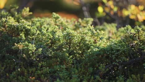 Coníferas-De-Hoja-Perenne-En-La-Tundra-De-Otoño.