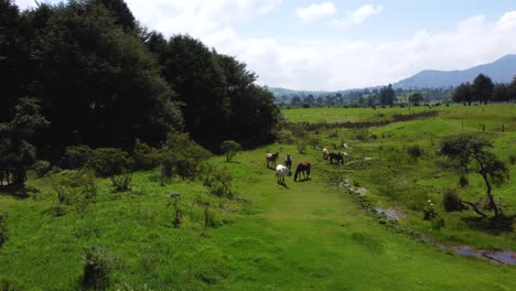 Clip-Cinematográfico-De-Drones-Volando-Sobre-Un-Pequeño-Arroyo-Y-Caballos-Salvajes-Bebiendo-Agua-En-Una-Exuberante-Zona-Verde-En-Chaupi,-Ecuador