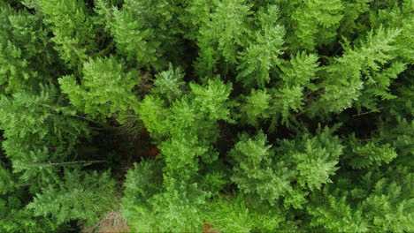Pacific-Northwest-slow-forward-moving-Bird's-eye-view-footage-of-Evergreen-forest-tree-tops-in-Washington-State