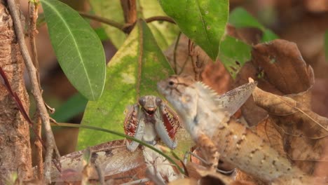 Lizard-hunting-Mantis-in-forest-