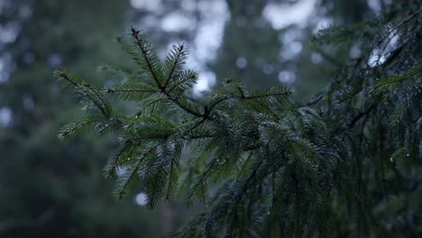 Orbiting-Shot-Around-Edge-Of-Pine-Tree-In-Forest-4K