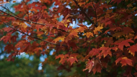 Ahorn-Baum-Herbst-Blätter