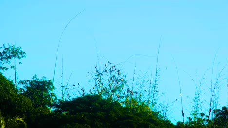 Painted-Stork-migratory-birds-in-green-lush-Bamboo-forest,-clear-blue-sky