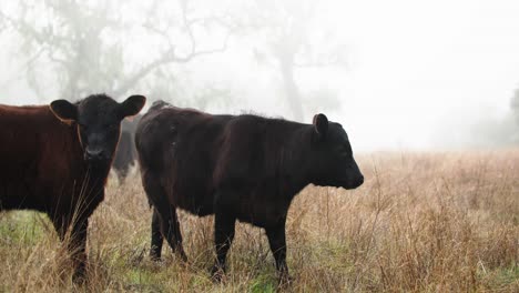 Baby-Black-Angus-Kälber-Starren-In-Die-Kamera-In-Offenen-Nebligen-Weide-An-Der-Zentralen-Küste-Von-Kalifornien