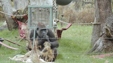 Gorilla-running-and-fighting-over-food-at-the-zoo,-slow-motion