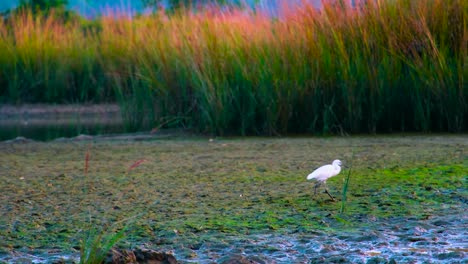 Gran-Garceta-Blanca-(egretta-Alba)-Vadeando-Y-Forrajeando-En-Las-Marismas-De-Bangladesh-En-Asia