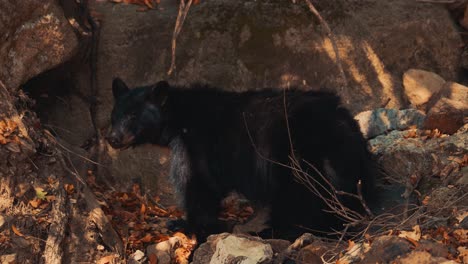 Black-bear-digging-for-food