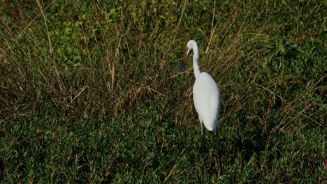 Seen-with-a-fish-on-its-bill-skewed-to-die-before-being-swallowed,-Intermediate-Egret-Ardea-intermedia,-Thailand