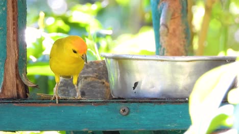 The-Saffron-Finch-Is-A-Tanager-Bird-In-South-America