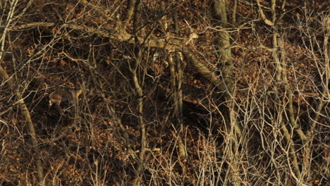 Venado-De-Cola-Blanca-Escondido-En-El-Cepillo-De-Otoño-En-El-Lago-Swepco,-Arkansas,-Estados-Unidos,-Camuflaje-Natural