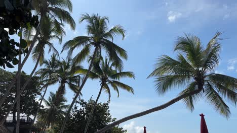 Alle-Palmen-Vor-Einem-Klaren-Himmel