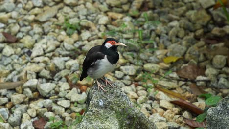 Javan-pied-starling-perched-on-a-rock,-wondering-around-the-surroundings-and-chirping-in-the-environment,-close-up-shot-of-a-critically-endangered-bird-species