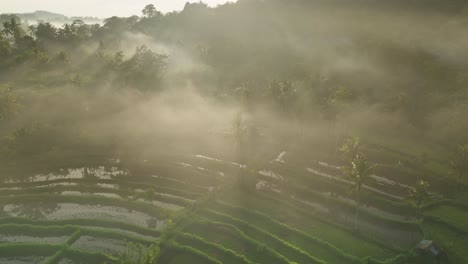 Dramatic-misty-morning-at-tropical-rice-field-in-countryside-of-Bali,-Sidemen