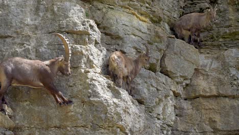 Climbing-Family-of-Capra-Ibex-on-steep-cliff-wall-in-swiss-mountains