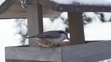 Kleiber-Vogel-Auf-Einem-Hölzernen-Vogelhäuschen-Beim-Füttern