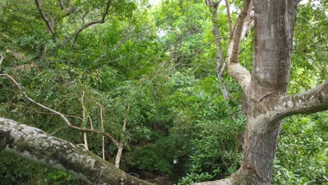 Flying-Over-High-Tree-Branch-In-Tropical-Rainforest-And-Descending-Down-Alongside-Tree-Trunk-In-Spinning-Motion