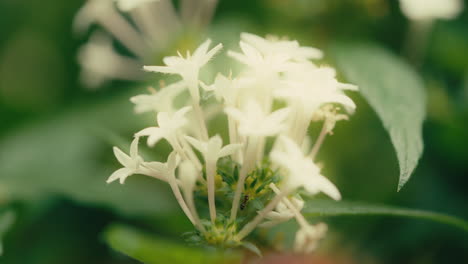Weiße-Blütenblätter-Sind-Traumhaft-Im-Sonnenlicht