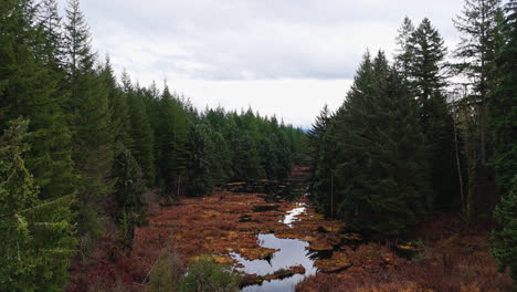 Pacific-Northwest-River-In-Immergrünen-Wäldern,-Tiefschuss-An-Bewölktem-Tag-Im-Bundesstaat-Washington